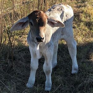 Meet your Posher, Georgie